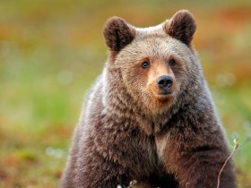 WordPressLeaf主题设置:如何替换掉文章中的“捐赠本站”信息?