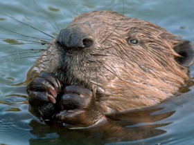 WordPress多功能主题:kalium中文版设置步骤