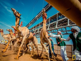 红帽子5.4中的XAMPP Mysql提示Fatal error: Can't change to run as user 'mysql'